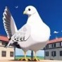 鴿子迷的奇遇完整版