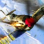 warplanes:w游戲