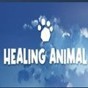 animal jam下載